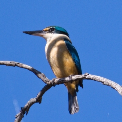 Todiramphus sanctus (Sacred Kingfisher) at Symonston, ACT - 24 Oct 2019 by Marthijn