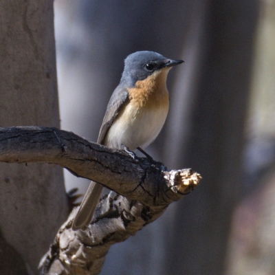 Myiagra rubecula (Leaden Flycatcher) at Symonston, ACT - 23 Oct 2019 by Marthijn