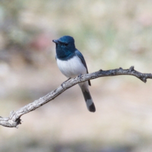 Myiagra rubecula at Symonston, ACT - 24 Oct 2019