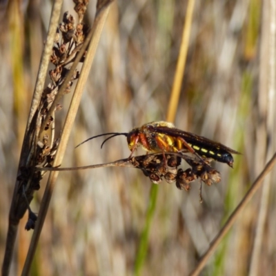 Catocheilus sp. (genus) (Smooth flower wasp) at Bermagui, NSW - 20 Oct 2019 by JackieLambert