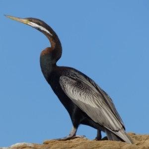 Anhinga novaehollandiae at Bermagui, NSW - 14 Sep 2019 03:04 PM