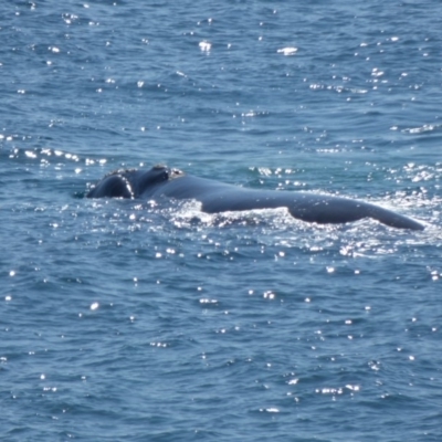 Eubalaena australis (Southern Right Whale) at Bermagui, NSW - 14 Sep 2019 by JackieLambert