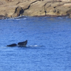 Eubalaena australis at Bermagui, NSW - 14 Sep 2019