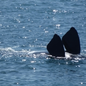 Eubalaena australis at Bermagui, NSW - 14 Sep 2019