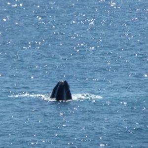 Eubalaena australis at Bermagui, NSW - 14 Sep 2019