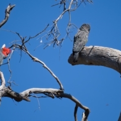 Callocephalon fimbriatum (Gang-gang Cockatoo) at Callum Brae - 23 Oct 2019 by Marthijn