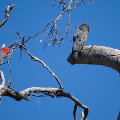 Callocephalon fimbriatum (Gang-gang Cockatoo) at Symonston, ACT - 23 Oct 2019 by Marthijn