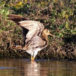 Gallinago hardwickii at Fyshwick, ACT - 23 Oct 2019 06:39 PM