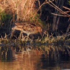 Gallinago hardwickii at Fyshwick, ACT - 23 Oct 2019 06:39 PM