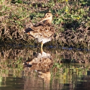 Gallinago hardwickii at Fyshwick, ACT - 23 Oct 2019 06:39 PM