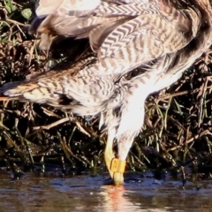 Gallinago hardwickii at Fyshwick, ACT - 23 Oct 2019 06:39 PM