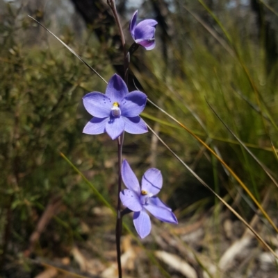Thelymitra ixioides (Dotted Sun Orchid) at Bundanoon, NSW - 15 Oct 2019 by AliciaKaylock