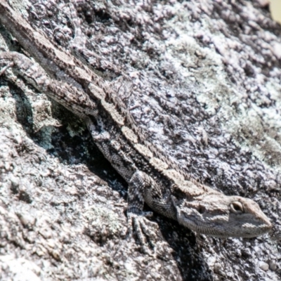 Amphibolurus muricatus (Jacky Lizard) at Tidbinbilla Nature Reserve - 23 Oct 2019 by SWishart