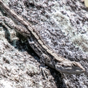 Amphibolurus muricatus at Paddys River, ACT - 23 Oct 2019