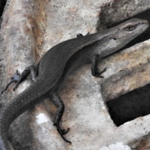 Lampropholis delicata at Wanniassa, ACT - 24 Oct 2019 04:31 PM