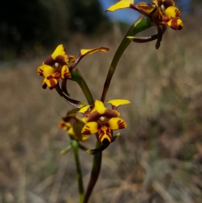 Diuris pardina (Leopard Doubletail) at Wingecarribee Local Government Area - 3 Oct 2019 by AliciaKaylock