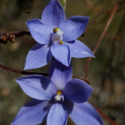 Thelymitra ixioides (Dotted Sun Orchid) at Penrose - 3 Oct 2019 by AliciaKaylock