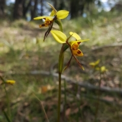 Diuris sulphurea (Tiger Orchid) at Wingecarribee Local Government Area - 22 Oct 2019 by AliciaKaylock