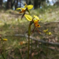 Diuris sulphurea (Tiger Orchid) at Mittagong - 22 Oct 2019 by AliciaKaylock