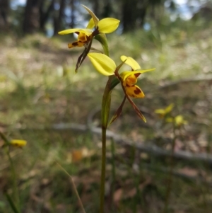 Diuris sulphurea at Mittagong, NSW - 22 Oct 2019