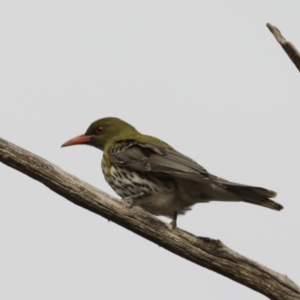 Oriolus sagittatus at Ainslie, ACT - 21 Sep 2019