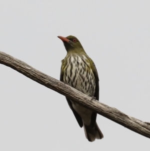 Oriolus sagittatus at Ainslie, ACT - 21 Sep 2019