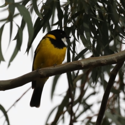 Pachycephala pectoralis (Golden Whistler) at Mount Ainslie - 21 Sep 2019 by jbromilow50