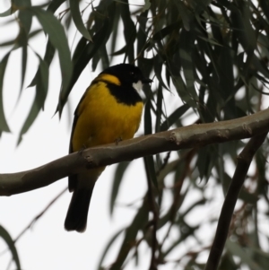 Pachycephala pectoralis at Majura, ACT - 21 Sep 2019