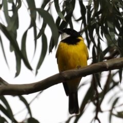 Pachycephala pectoralis at Majura, ACT - 21 Sep 2019