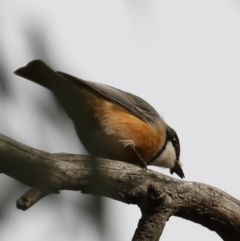 Pachycephala rufiventris (Rufous Whistler) at Mount Ainslie - 21 Sep 2019 by jbromilow50