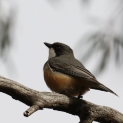 Pachycephala rufiventris at Majura, ACT - 21 Sep 2019