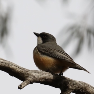 Pachycephala rufiventris at Majura, ACT - 21 Sep 2019 04:23 PM