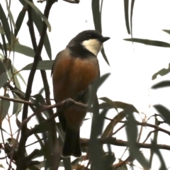 Pachycephala rufiventris at Majura, ACT - 21 Sep 2019 04:23 PM