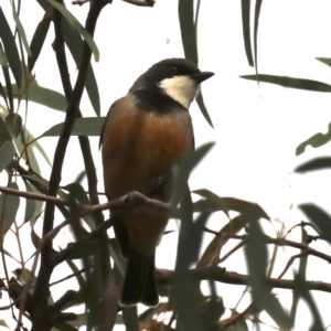 Pachycephala rufiventris at Majura, ACT - 21 Sep 2019 04:23 PM