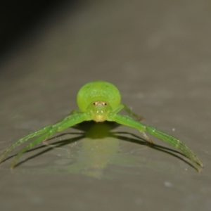 Thomisidae (family) at Acton, ACT - 22 Oct 2019 01:36 PM