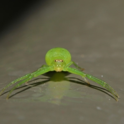 Thomisidae (family) (Unidentified Crab spider or Flower spider) at Acton, ACT - 22 Oct 2019 by TimL