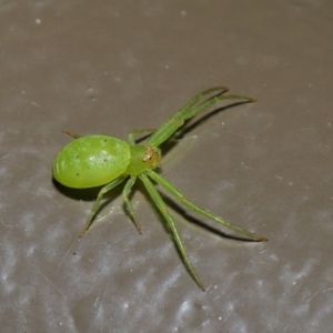 Thomisidae (family) at Acton, ACT - 22 Oct 2019 01:36 PM