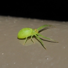 Thomisidae (family) at Acton, ACT - 22 Oct 2019 01:36 PM