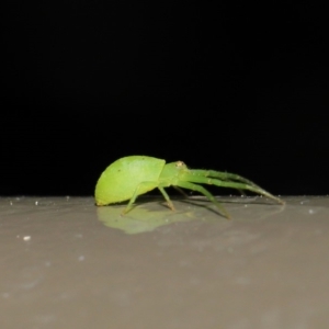 Thomisidae (family) at Acton, ACT - 22 Oct 2019