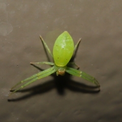 Thomisidae (family) at Acton, ACT - 22 Oct 2019 01:36 PM