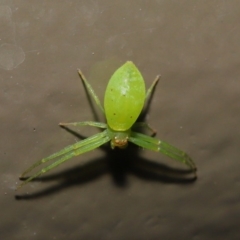 Thomisidae (family) at Acton, ACT - 22 Oct 2019