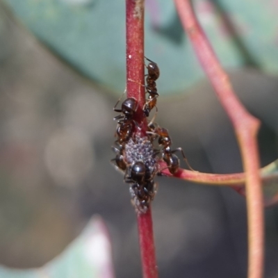 Papyrius nitidus (Shining Coconut Ant) at Hughes, ACT - 24 Oct 2019 by JackyF