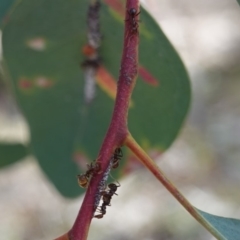 Papyrius nitidus at Hughes, ACT - suppressed