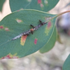 Papyrius nitidus at Hughes, ACT - 24 Oct 2019