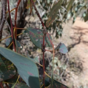 Papyrius nitidus at Hughes, ACT - suppressed