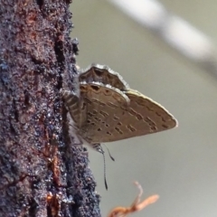 Acrodipsas myrmecophila (Small Ant-blue Butterfly) by roymcd