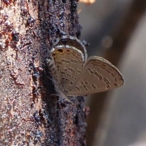 Acrodipsas myrmecophila at suppressed - suppressed