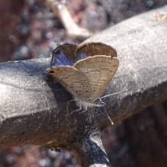 Acrodipsas myrmecophila at suppressed - suppressed