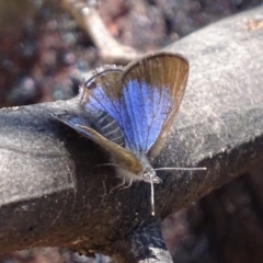 Acrodipsas myrmecophila at suppressed - suppressed