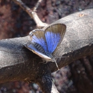 Acrodipsas myrmecophila at suppressed - suppressed